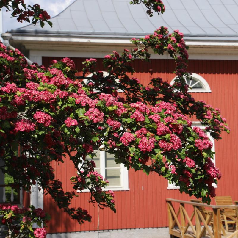 Ruusuorapihlaja vanhan seurakuntatalon pihassa.
